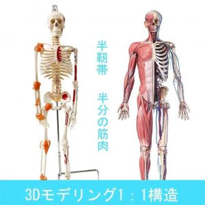 脊柱可動・靭帯再現・筋の着色と終点が付いている85cm 人体骨格模型ウォッシャブルPVC 6つの大きな関節靭帯